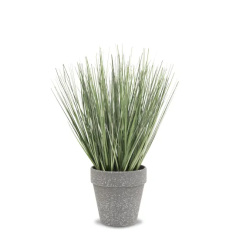 Elegancka Roślina Dekoracyjna-Prom | Trawy