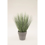 Elegancka Roślina Dekoracyjna-Prom | Trawy