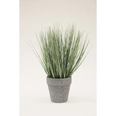 Elegancka Roślina Dekoracyjna-Prom | Trawy