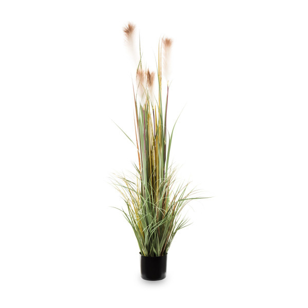 Elegancka Roślina Dekoracyjna-Prom | Trawy
