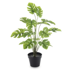 Elegancka Roślina Dekoracyjna-Prom | Trawy