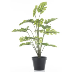 Elegancka Roślina Dekoracyjna-Prom | Trawy