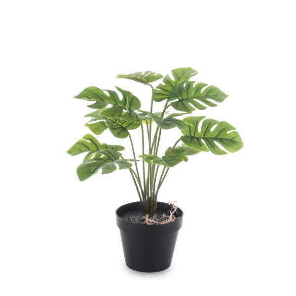 Elegancka Roślina Dekoracyjna-Prom | Trawy