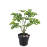 Elegancka Roślina Dekoracyjna-Prom | Trawy