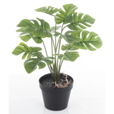 Elegancka Roślina Dekoracyjna-Prom | Trawy