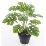 Elegancka Roślina Dekoracyjna-Prom | Trawy