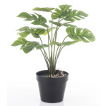 Elegancka Roślina Dekoracyjna-Prom | Trawy