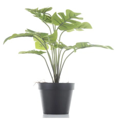 Elegancka Roślina Dekoracyjna-Prom | Trawy