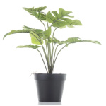 Elegancka Roślina Dekoracyjna-Prom | Trawy