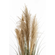 Elegancka Roślina Dekoracyjna | Trawy