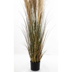 Elegancka Roślina Dekoracyjna | Trawy