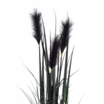 Elegancka Roślina Dekoracyjna | Trawy