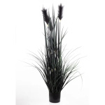 Elegancka Roślina Dekoracyjna | Trawy