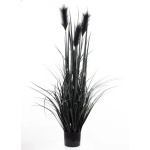 Elegancka Roślina Dekoracyjna | Trawy