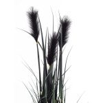 Elegancka Roślina Dekoracyjna | Trawy