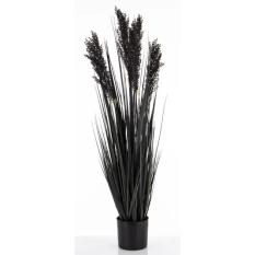 Elegancka Roślina Dekoracyjna | Trawy