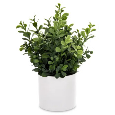 Elegancka Roślina Dekoracyjna Led-Prom | Rośliny Doniczkowe