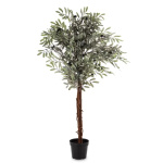 Eleganckie Drzewko Dekoracyjne Oliwne | Rośliny Doniczkowe