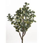 Eleganckie Drzewko Dekoracyjne Eukaliptus-Prom | Rośliny Doniczkowe