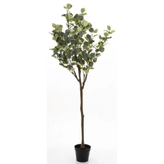 Eleganckie Drzewko Dekoracyjne Eukaliptus-Prom | Rośliny Doniczkowe