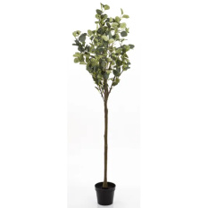 Eleganckie Drzewko Dekoracyjne Eukaliptus-Prom | Rośliny Doniczkowe