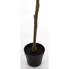 Eleganckie Drzewko Dekoracyjne Eukaliptus-Prom | Rośliny Doniczkowe