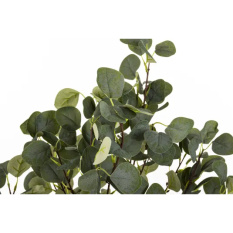 Eleganckie Drzewko Dekoracyjne Eukaliptus-Prom | Rośliny Doniczkowe