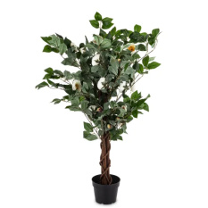 Eleganckie Drzewko Dekoracyjne Kamelia-Prom | Rośliny Doniczkowe
