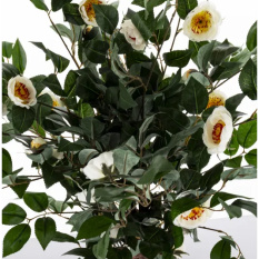 Eleganckie Drzewko Dekoracyjne Kamelia-Prom | Rośliny Doniczkowe