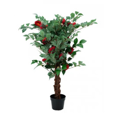 Eleganckie Drzewko Dekoracyjne Kamelia-Prom | Rośliny Doniczkowe
