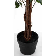 Eleganckie Drzewko Dekoracyjne Kamelia-Prom | Rośliny Doniczkowe