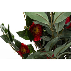 Eleganckie Drzewko Dekoracyjne Kamelia-Prom | Rośliny Doniczkowe