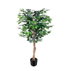 Elegancki Fikus | Rośliny Doniczkowe