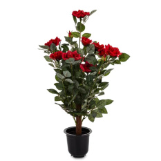 Elegancka Roślina Dekoracyjna | Rośliny Doniczkowe