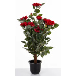 Elegancka Roślina Dekoracyjna | Rośliny Doniczkowe