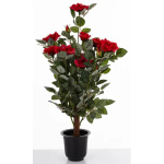 Elegancka Roślina Dekoracyjna | Rośliny Doniczkowe