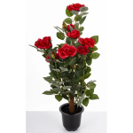 Elegancka Roślina Dekoracyjna | Rośliny Doniczkowe