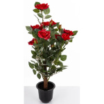 Elegancka Roślina Dekoracyjna | Rośliny Doniczkowe