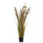 Elegancka Roślina Dekoracyjna | Trawy