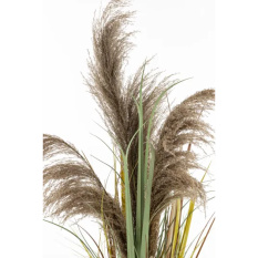 Elegancka Roślina Dekoracyjna | Trawy