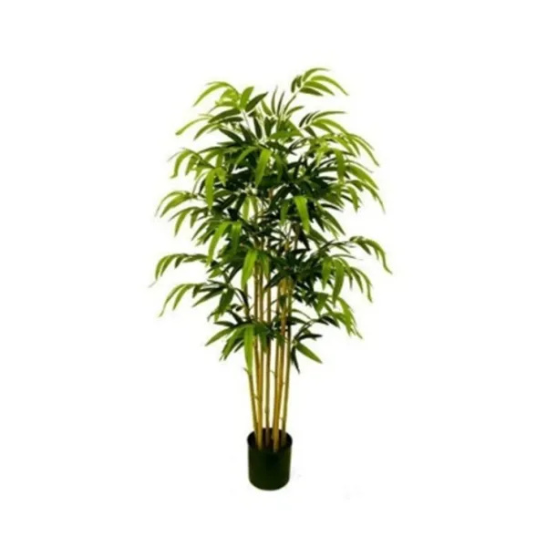 Elegancki Bambus | Rośliny Doniczkowe