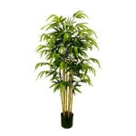 Elegancki Bambus | Rośliny Doniczkowe