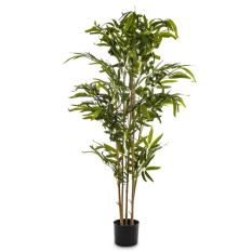 Elegancki Bambus | Rośliny Doniczkowe