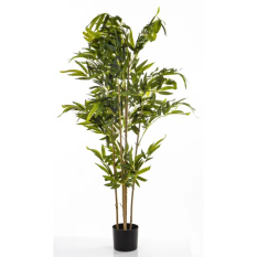 Elegancki Bambus | Rośliny Doniczkowe