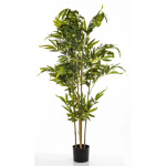 Elegancki Bambus | Rośliny Doniczkowe