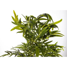 Elegancki Bambus | Rośliny Doniczkowe