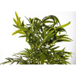 Elegancki Bambus | Rośliny Doniczkowe