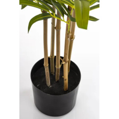 Elegancki Bambus | Rośliny Doniczkowe