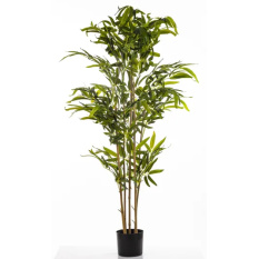 Elegancki Bambus | Rośliny Doniczkowe