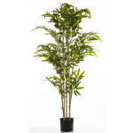 Elegancki Bambus | Rośliny Doniczkowe